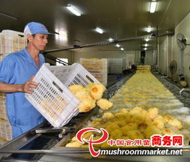 科技賦能產(chǎn)業(yè)升級，尤溪縣食用菌工廠化規(guī)模化發(fā)展駛?cè)肟燔嚨? />
</span>
<span id=